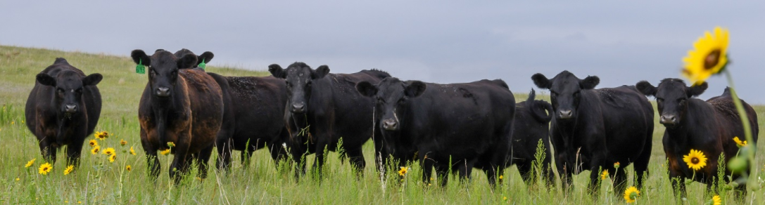 Beef Grain Markets Big Red Beef Talk Nebraska